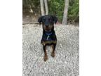 Adopt Duke a Black - with Brown, Red, Golden, Orange or Chestnut Rottweiler dog