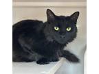 Adopt Turducken a All Black Domestic Mediumhair / Mixed (medium coat) cat in