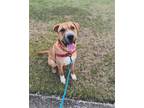 Adopt Buddy a Tan/Yellow/Fawn Shar Pei / Terrier (Unknown Type