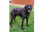 Adopt Tarquin a Brindle Labrador Retriever / Mixed Breed (Large) / Mixed dog in
