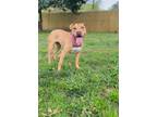Adopt Lava Girl a American Pit Bull Terrier / Mixed dog in New Bern