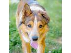 Adopt Cookie a Border Collie / Mixed dog in Danielsville, GA (41410713)