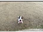Adopt Rocket a Black - with White German Shepherd Dog / Australian Cattle Dog /