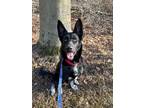 Adopt Absol a German Shepherd Dog / Mixed dog in Van Wert, OH (40767560)