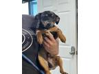 Adopt Brannon - Adoptable a Rat Terrier / Mixed Breed (Medium) / Mixed dog in