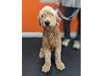 Adopt Tuna Doodle Casserole a Tan/Yellow/Fawn Goldendoodle dog in WAYNE