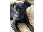 Adopt Trixie a Black - with White Labrador Retriever / Mixed dog in Glenwood