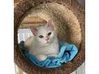 Adopt Opal a White (Mostly) American Shorthair (short coat) cat in Ashland