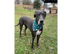 Adopt Alena a Black - with White Great Dane / Mixed dog in Doylestown