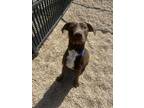 Adopt Kip a Brown/Chocolate Labrador Retriever / Mixed Breed (Medium) / Mixed