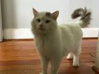 Adopt Lord Fluffers a White (Mostly) Turkish Van (long coat) cat in Great Mills