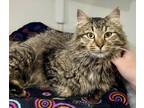 Adopt Friday a Brown Tabby Domestic Longhair (long coat) cat in Ashland