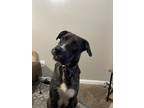 Adopt Isla a Brindle - with White Catahoula Leopard Dog / Labrador Retriever /