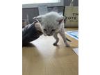 Adopt Ollie a Cream or Ivory Siamese (short coat) cat in Russellville