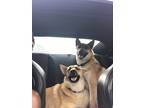 Adopt Pepper a Tan/Yellow/Fawn - with White German Shepherd Dog / Husky / Mixed
