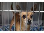 Adopt Billy Baddy a Brown/Chocolate Mixed Breed (Small) / Mixed Breed (Medium) /