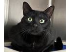 Adopt Atlas a All Black Domestic Shorthair / Mixed Breed (Medium) / Mixed (short