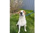 Adopt Kilo a White American Pit Bull Terrier / Mixed Breed (Medium) / Mixed