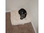 Adopt Iris a Gray, Blue or Silver Tabby Domestic Mediumhair / Mixed (medium