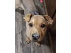 Adopt Cinnamon a Shar Pei / Mixed dog in new london, WI (41261825)