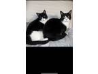 Adopt Arya & Sansa a Black & White or Tuxedo American Shorthair / Mixed (short