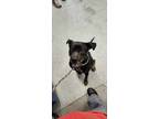 Adopt Duncan a Black Labrador Retriever / Terrier (Unknown Type