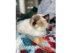 Adopt Odette a White (Mostly) Ragdoll (medium coat) cat in San Francisco