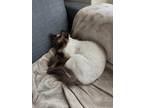Adopt Sophie a White (Mostly) Ragdoll (medium coat) cat in San Francisco