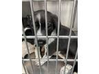 Adopt Zaria a Black Mixed Breed (Small) / Mixed Breed (Medium) / Mixed (short
