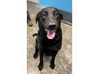 Adopt Biggie Smalls a Black Labrador Retriever / Mixed Breed (Medium) / Mixed