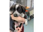 Adopt Twyla a Black Mixed Breed (Small) / Mixed Breed (Medium) / Mixed (short
