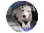 Adopt Micah a White Mixed Breed (Small) / Mixed Breed (Medium) / Mixed (short