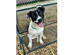 Adopt Handson a Black American Pit Bull Terrier / Mixed Breed (Medium) / Mixed