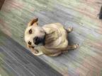 Adopt King a Tan/Yellow/Fawn Flat-Coated Retriever / Flat-Coated Retriever /
