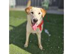 Adopt Jisoo a White - with Tan, Yellow or Fawn Labrador Retriever / Jindo /