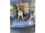 Adopt Mandy a Brown/Chocolate - with Black Belgian Malinois / German Shepherd