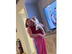 Adopt Peaches a White (Mostly) Turkish Van (short coat) cat in Wimauma