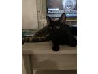 Adopt Shiloh a Black (Mostly) Bombay / Mixed (short coat) cat in Fort Worth