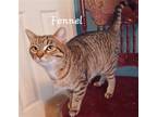 Adopt Fennel #so-loving a Brown Tabby British Shorthair / Mixed (short coat) cat