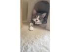 Adopt Nigel a Gray or Blue Domestic Shorthair / Mixed Breed (Medium) / Mixed