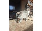 Adopt Lily a Gray or Blue (Mostly) Siamese / Mixed (medium coat) cat in Pollock