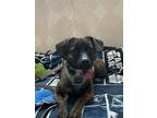 Adopt MILI a Brindle Dachshund / Whippet / Mixed dog in Downey, CA (41409328)