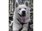 Adopt Hachi a White Husky / Mixed dog in Tullahoma, TN (37444788)