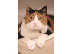 Adopt Shae a Calico or Dilute Calico American Shorthair / Mixed (short coat) cat