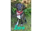 Adopt Zara 30108 a Brindle Collie dog in Joplin, MO (41203704)