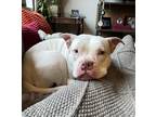 Adopt Adora a White American Pit Bull Terrier / Mixed Breed (Medium) / Mixed