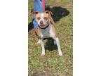Adopt ZYA a Brown/Chocolate Feist / Mixed Breed (Medium) / Mixed (short coat)
