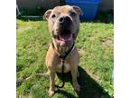 Adopt Hercules a Brown/Chocolate Mixed Breed (Small) / Mixed Breed (Medium) /