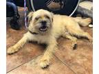 Adopt Roscoe a Tan/Yellow/Fawn Pug / Terrier (Unknown Type