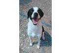 Adopt Cody a Black - with White Pointer / Mixed dog in Austin, TX (40104188)